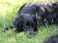 Puppys van Bliss040622-0192